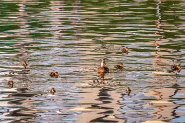 A family of ducks, a duck and its little ducklings are swimming in the water. The duck takes care of its newborn ducklings. Mallard, lat. Anas platyrhynchos
