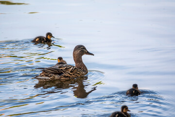 A family of ducks, a duck and its little ducklings are swimming in the water. The duck takes care of its newborn ducklings. Mallard, lat. Anas platyrhynchos