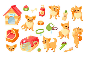 Chihuahua dog with kennel, carrier, toys and grooming stuff. Chihuahua puppy with pet accessories. Vector illustration in cute cartoon style