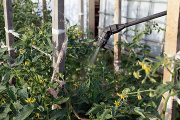 spraying pesticide with portable sprayer to eradicate weeds in garden. Pesticide use is hazardous...