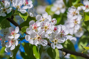 Sprig of white flowers blooms on a pear tree against a blue sky