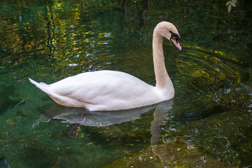 Obraz premium A graceful white swan swimming on a lake with dark green water. The white swan is reflected in the water