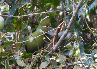 A shy Knysna turaco hides in thick vegetation