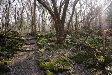 a lonely autumn forest with bare trees