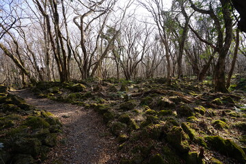 Fototapeta premium a lonely autumn forest with bare trees