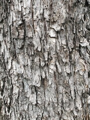 Background image of brown bark of a large tree that is not smooth (rough) naturally. bark background texture Peel the bark of a cracked tree.
