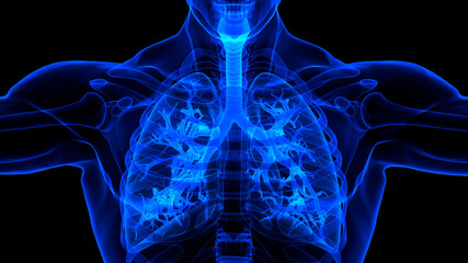 Human Respiratory System Lungs Anatomy