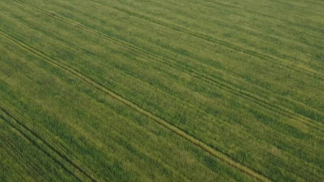 Field of unripe wheat from a height