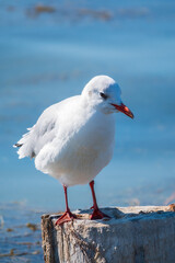 One seagull sits on a old sea pier. The European herring gull