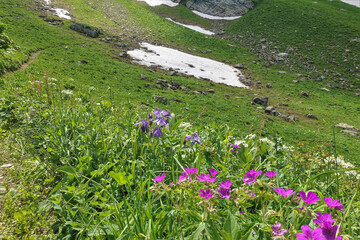 Alpine meadow on the mountainside. Among the lush green grass grow pink, purple, white wildflowers. Plots of thawed snow in the distance. Caucasus Russia. Krasnaya Polyana