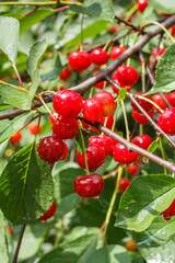 Obraz premium Ripe cherries on the tree in the garden in sunny summer day