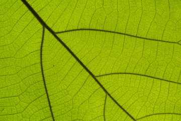 Naklejka na ściany i meble Green leaves background. Leaf texture
