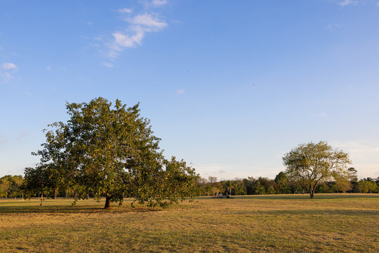 natureza dentro do parque Villa Lobos em S&atilde;o Paulo. 