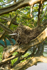 Bird's nest in the branches of a small tree. Park in Rio de Janeiro, Brazil.