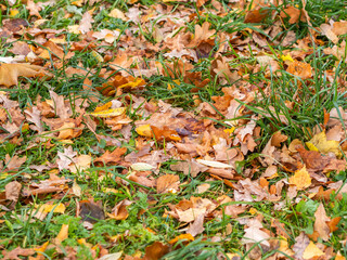Orange, brown and yellow fallen oak leaves in the sunlight.