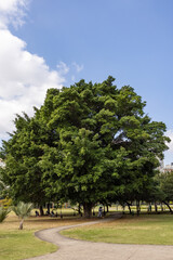natureza dentro do parque Villa Lobos em São Paulo. 
