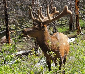 Naklejka na ściany i meble magnificent Bull elk in spring at cub lake in rocky mountain national park, colorado 