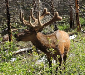 magnificent  Bull elk grazing in springtime at cub lake in rocky mountain national park, colorado  