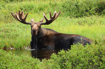 Bull moose sitting down, drinking water in the marsh  next to a pond along the trail to blue lake    in the indian peaks wilderness area near nederland, colorado   