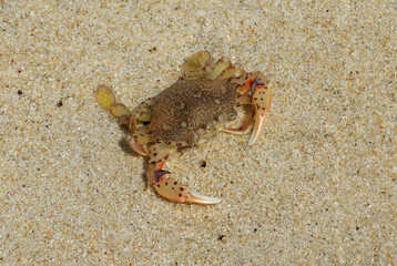 close up of a baby blue  crab in the sand in rehoboth beach, delaware 