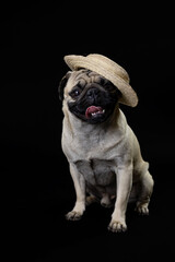 Pug carlino pet puppy dog animal play funny with a hat 