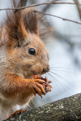 Fototapeta premium The squirrel with nut sits on a branches in the spring or summer. Portrait of the squirrel close-up