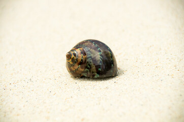 Landscape with shells on tropical beach, lipe island Thailand.