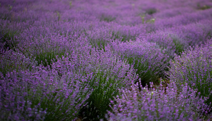 purple lavender flowers - Sunset over a summer lavender field .