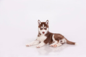 Brown Red Husky