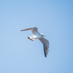 Obraz premium Sea gull in the clear blue sky.