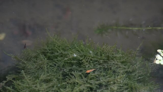 ウィローモスの苔を食べる金魚の稚魚