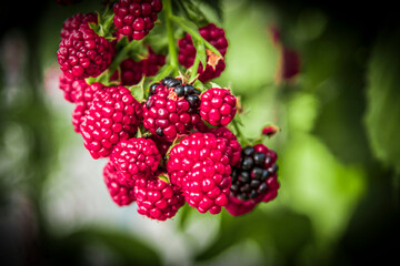 Self-growing blackberries in nature