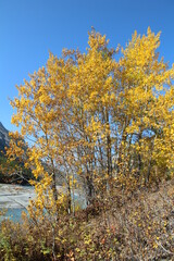 Fototapeta premium Trees Of Autumn, Nordegg, Alberta