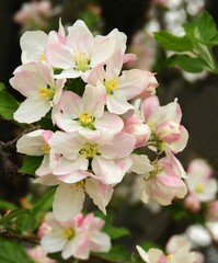 close up of  pretty pale pink apple blossoms in spring in  broomfield, colorado