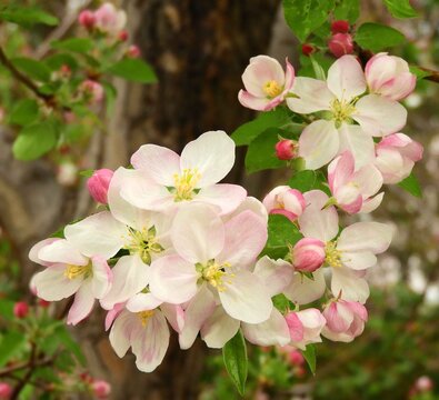 Close Up Of  Pretty Pale Pink Apple Blossoms In Spring In  Broomfield, Colorado