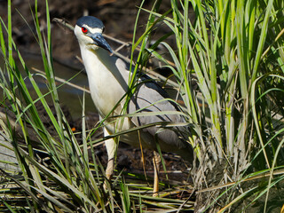 Black-crowned Night Heron Hiding in Marsh Grass