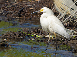 Great Egret Standing in the Marsh
