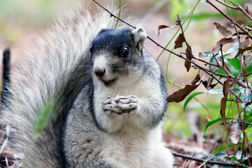 Southern Fox Squirrel standing on ground eating mushroom