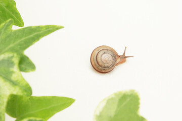 かたつむりとアイビー