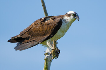Osprey Standing in a Tree