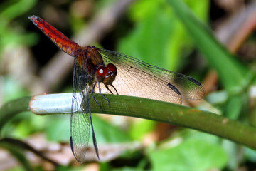 Insect wildlife seen up close in nature