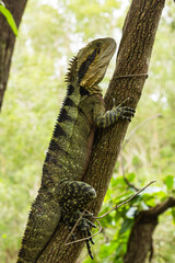 オーストラリア　ブリスベンの公園内にいるウォータードラゴン