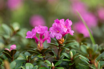 Rhododendron myrtifolium (syn. Rhododendron kotschyi) is a species of flowering plant in the family Ericaceae, which grows in the highlands of the Carpathian