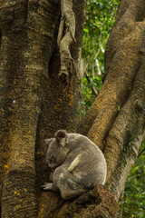 オーストラリア　ブリスベンのローンパイン・コアラ・サンクチュアリのコアラ