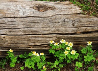 pretty    yellow globeflower wildflowers  next to a log in the indian peaks wilderness area, colorado      