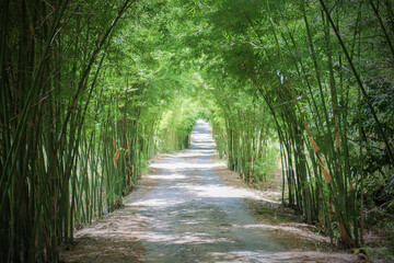 Natural tourism at the bamboo tunnel
