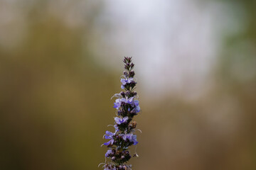 wild purple colored lavender flowers in mountains