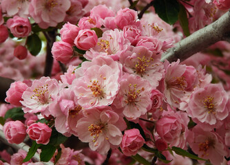 close up of pretty pink crab apple blossoms in spring in broomfield, colorado     