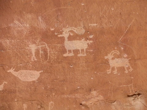  ancient, native american fremont culture  petroglyphs  of bighorn sheep and a hunter in sego canyon, utah      