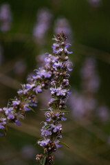 wild purple colored lavender flowers in mountains